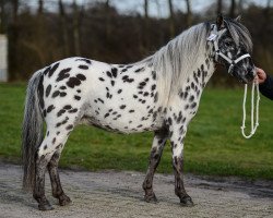 horse Darol van App. de Fradiliaus (Nederlands Appaloosa Pony, 2011, from Flower van Panorama)