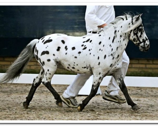 Deckhengst Flower van Panorama (Nederlands Appaloosa Pony, 2004, von Bayern's Raki)