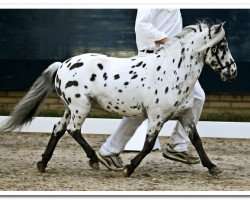 stallion Flower van Panorama (Nederlands Appaloosa Pony, 2004, from Bayern's Raki)