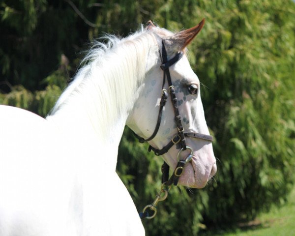 stallion Gran Blanco xx (Thoroughbred, 2011, from Kahal xx)