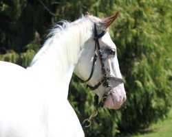 stallion Gran Blanco xx (Thoroughbred, 2011, from Kahal xx)