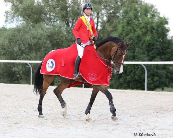 broodmare Quentina-H (Czech Warmblood, 2012, from Quentin H)