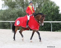 jumper Quentina-H (Tschechisches Warmblut, 2012, from Quentin H)