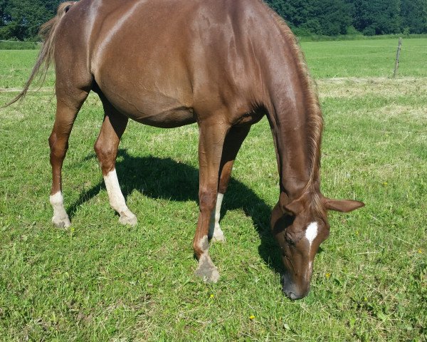 Zuchtstute Quinny (Hannoveraner, 2003, von Quidam's Rubin)