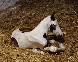 horse Colory Moon R (Trakehner, 2019, from Silvery Moon xx)