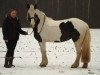 Dressurpferd Bessy (Tinker / Irish Cob / Gypsy Vanner, 2014)