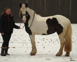 Dressurpferd Bessy (Tinker / Irish Cob / Gypsy Vanner, 2014)