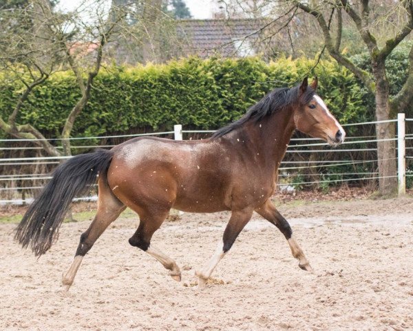 Pferd Mampaey (Kleines deutsches Reitpferd, 2014, von Störtebekers Big Cracker)