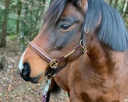 horse Las Vegas ST (German Riding Pony, 2007, from Losander)