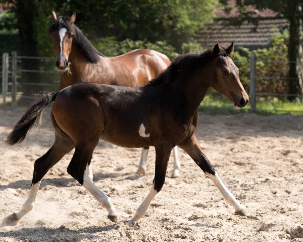 Zuchtstute Mrs.Madiford (Deutsches Reitpony, 2018, von Best Boy)