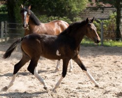 broodmare Mrs.Madiford (German Riding Pony, 2018, from Best Boy)