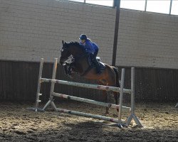 jumper Primadonna 85 (Hanoverian, 2009, from Perigueux)