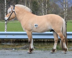 horse Tendens Rokky (Fjord Horse, 2018, from Kuling N.2543)