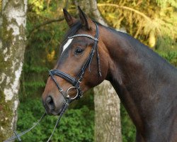 dressage horse RPZ Caribiano (German Sport Horse, 2014, from Coal Diamond)