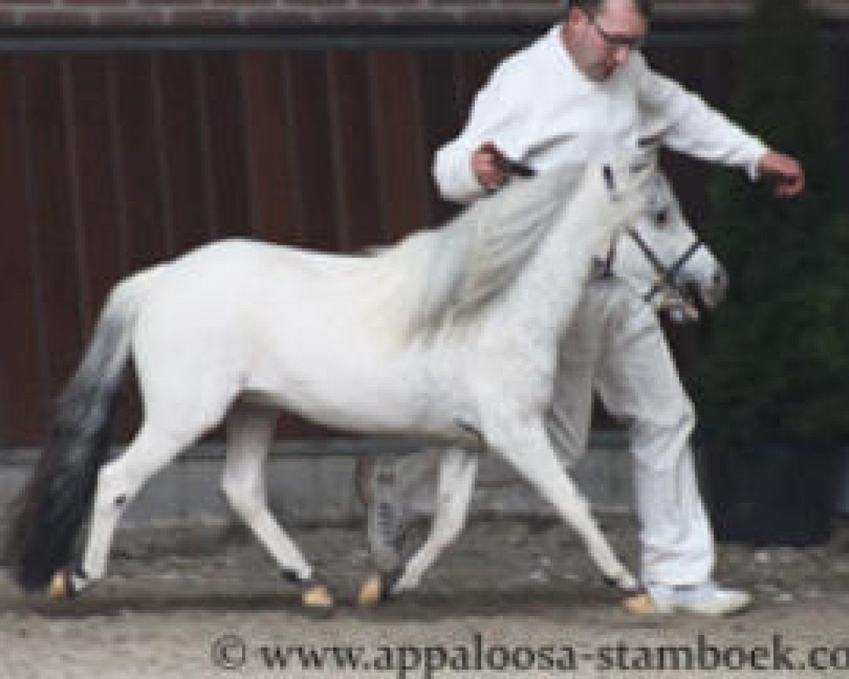 Deckhengst Jacko van de Eerdse Hoeve (Nederlands Appaloosa Pony, 2013, von Safari sunset van Panorama)
