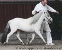 stallion Jacko van de Eerdse Hoeve (Nederlands Appaloosa Pony, 2013, from Safari sunset van Panorama)