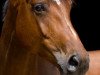 dressage horse Sydney 275 (Hanoverian, 2010, from Scolari)