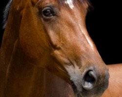 dressage horse Sydney 275 (Hanoverian, 2010, from Scolari)