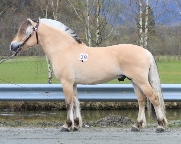 horse Heimann Are (Fjord Horse, 2018, from Herlig)