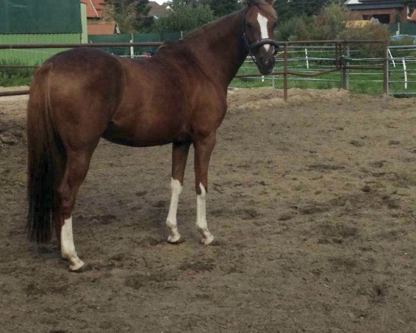 horse Kessy (German Riding Pony, 2003, from Madison)