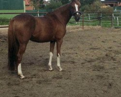 horse Kessy (German Riding Pony, 2003, from Madison)