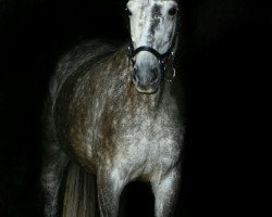 dressage horse Wega del Sol (Oldenburg, 2009, from Sungold 2)