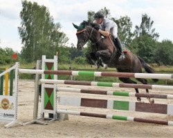 broodmare Halle Berry (Württemberger, 2004, from Heraldik xx)