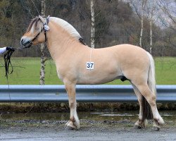 stallion Viking Fjord (Fjord Horse, 2018, from Heggnes Balder)