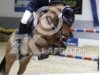 jumper Raaki 2 (German Riding Pony, 2004)