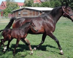 broodmare Rieka H. (Hanoverian, 2008, from Rascalino)