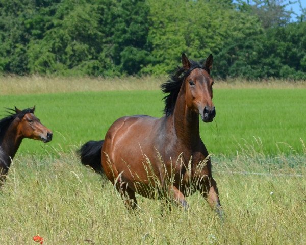 horse Cool Bürgerbusch (unknown, 2018, from O'Malley)