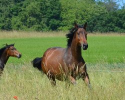 Pferd Cool Bürgerbusch (unbekannt, 2018, von O'Malley 7)