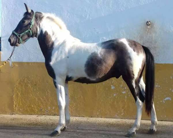 Pferd PORCELANO (Barockpinto, 2017)