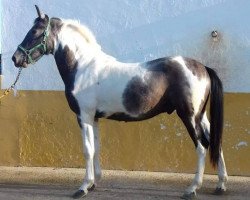 horse Porcelano (Pinto, 2017)