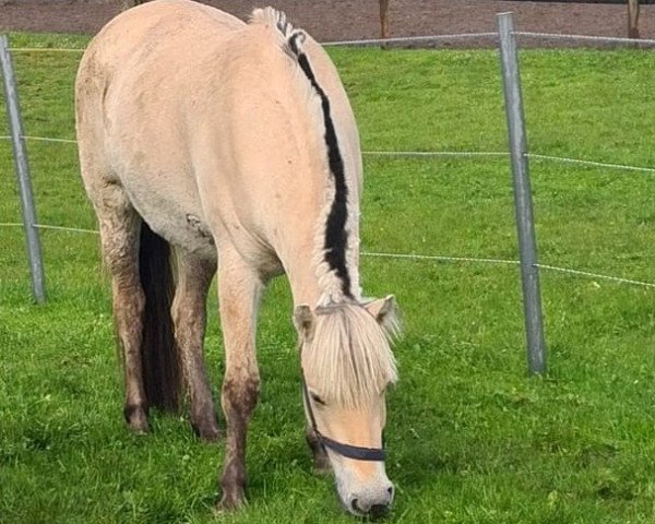 horse Katjes (Fjord Horse, 2018, from Solfin Skovå)