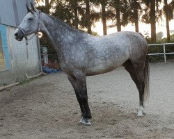 broodmare Becker's Enkel VS (Rhinelander, 2010, from Blend)