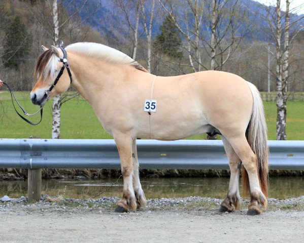 Pferd Lyksets Monark (Fjordpferd, 2018, von Fjell Finn)