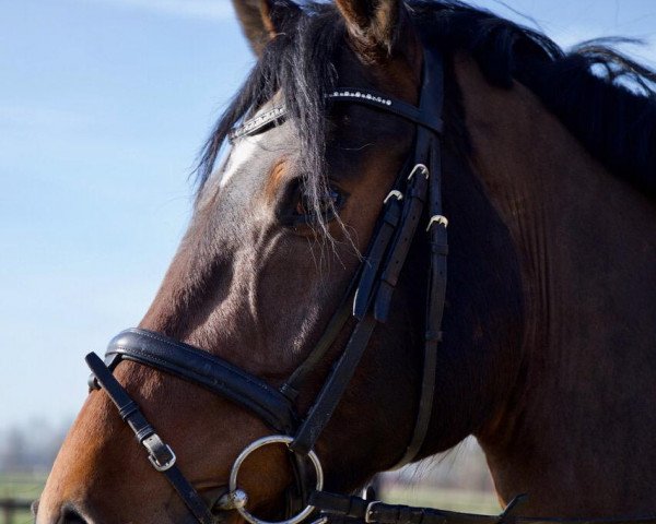 dressage horse Doolittle H (Holsteiner, 2010, from Diarado)