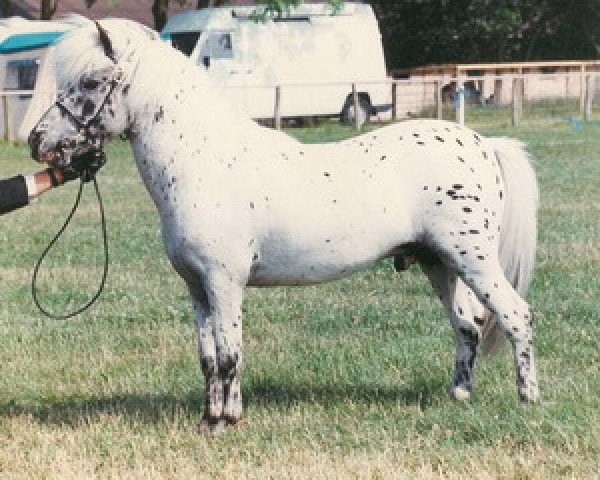 stallion Blackwater Tarot (British Spotted Pony,  )