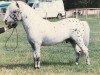 stallion Blackwater Tarot (British Spotted Pony,  )