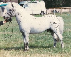 stallion Blackwater Tarot (British Spotted Pony,  )