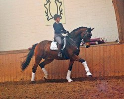 dressage horse Newman 21 (German Sport Horse, 2009, from Nuntius)