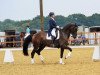 dressage horse Duke M (Hanoverian, 2009, from Desperados FRH)