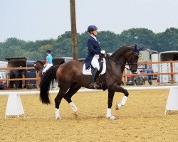 dressage horse Duke M (Hanoverian, 2009, from Desperados FRH)