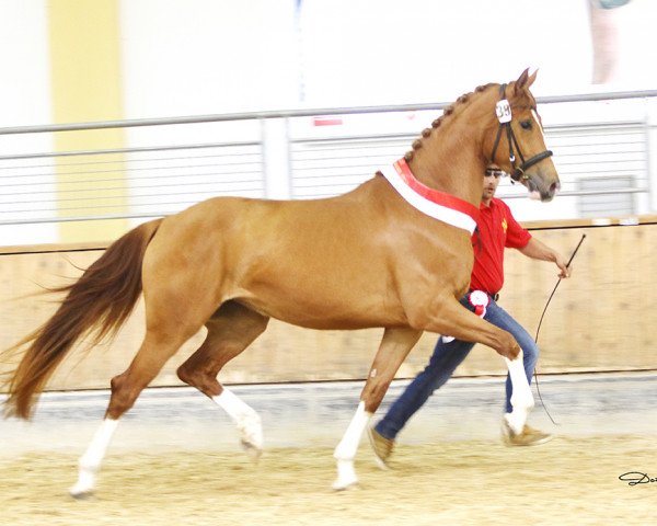 broodmare Wasserlilie FM (Austrian Warmblood, 2014, from Pagur ox)