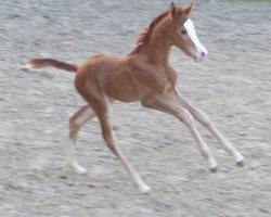 horse Paprika FM (Austrian Warmblood, 2013, from Pagur ox)