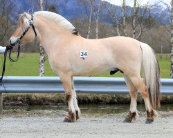 horse Herstads Joar (Fjord Horse, 2018, from Fjell Finn)