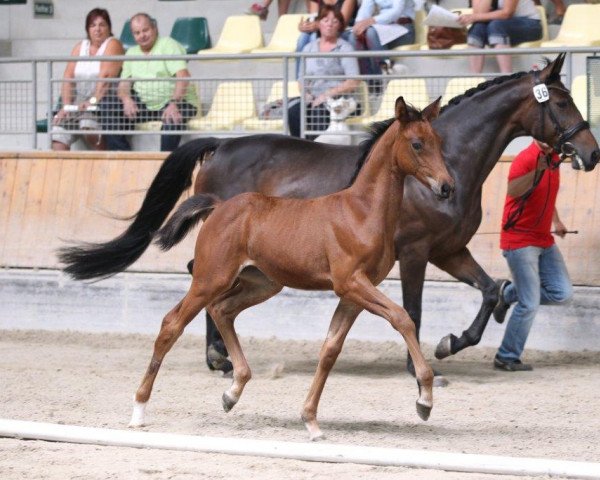 broodmare Mandelblüte FM (Austrian Warmblood, 2013, from Pagur ox)