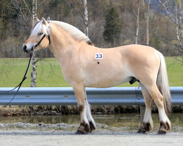 stallion Askfinn (Fjord Horse, 2018, from Fjell Finn)