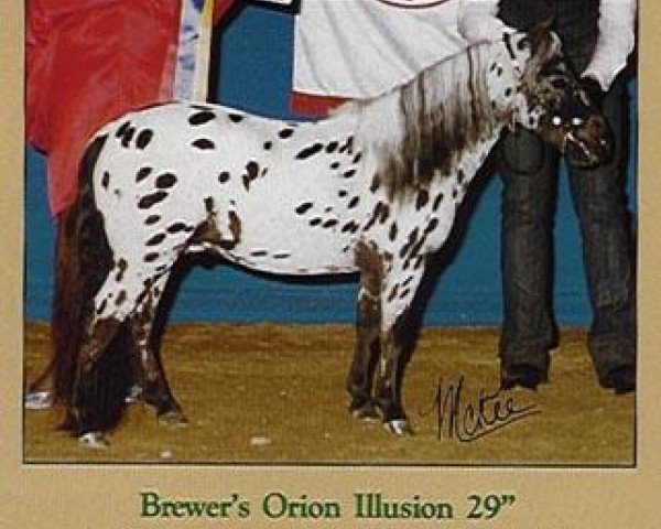 Deckhengst Brewers Orion Illusion (American Miniature Horse, 1987, von Orion Light van't Huttenest)